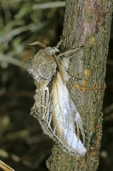 Nahaufnahme Von Schwalben Prominent Pheosia Tremula Motten Ruhe — Stockfoto