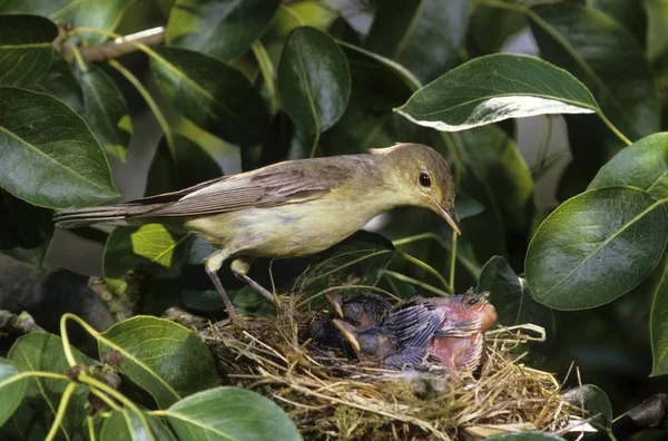 Sarı Ötleğen Kuşu Hippolais Icterina Kısa Bir Süre Önce Dışkı — Stok fotoğraf
