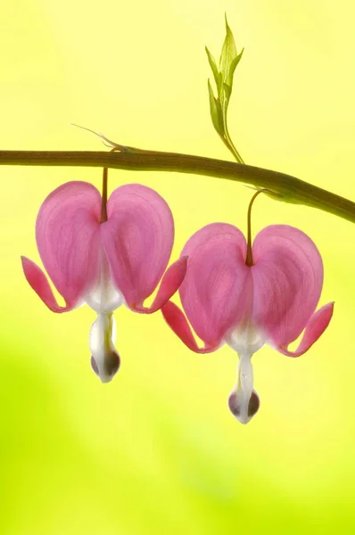 Pink Dicentra Spectabilis Hearts Flowers — Stock Photo, Image