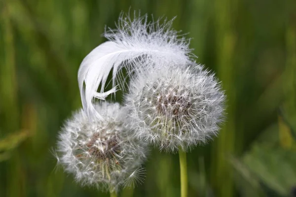 Schwanenfeder auf Pusteblumen — Stockfoto