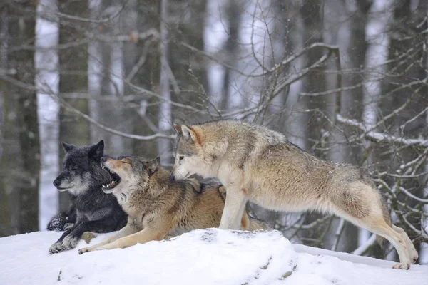 Lobos Nieve Con Líder Manada —  Fotos de Stock