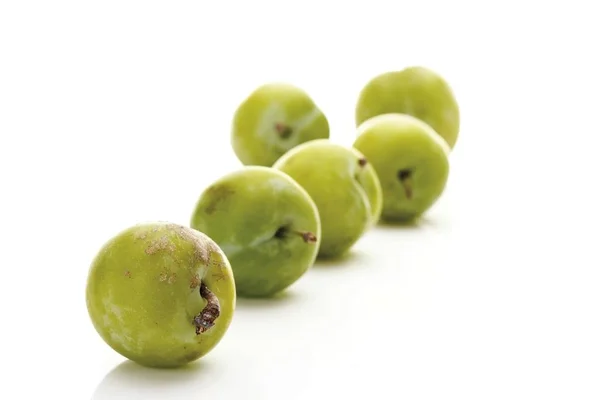 Greengages Prunus Frutos Itálicos — Foto de Stock