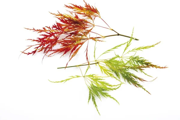 Feuille Érable Japonaise Acer Palmatum — Photo