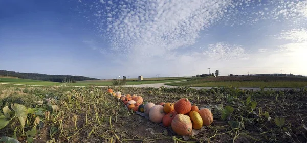 Sklizené Dýně Dýňová Poli Nadýchanými Mraky — Stock fotografie