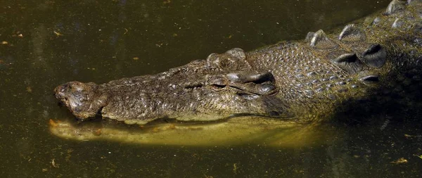 Buaya Air Asin Estuarine Crocodylus Porosus Queensland Australia Oceania — Stok Foto