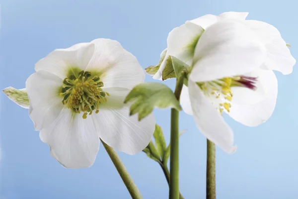 Christmas Rose Kwiaty Ciemiernik Biały — Zdjęcie stockowe