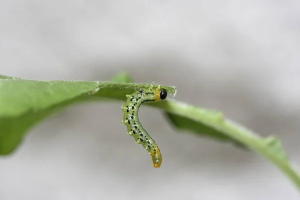 Larva Sawfly Craesus Septentrionalis — Stock fotografie