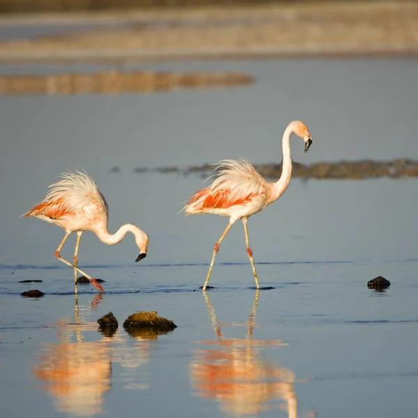 Flamingos Chilenos Água Lagoa Phoenicopterus Chilensis — Fotografia de Stock