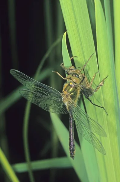 Brillante Libellula Smeraldo Somatochlora Metallica Maschio Poco Dopo Schiusa — Foto Stock