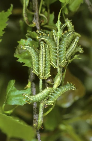 Kentish Glory Moth Endromis Versicolora Group Caterpillars Small Branch Birch — Stock Photo, Image
