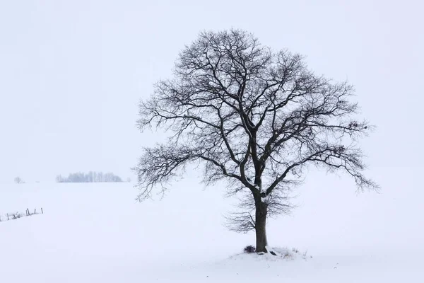 Arbre couvert de neige — Photo