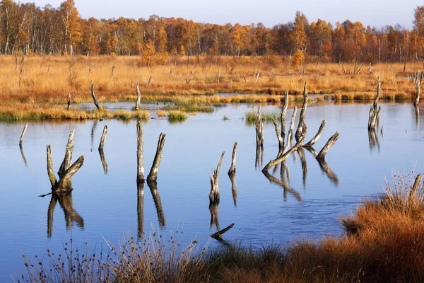 Charneca Com Lago Vidoeiros Outono Naturschutzgebiet Wittmoor Reserva Natural Hamburgo — Fotografia de Stock