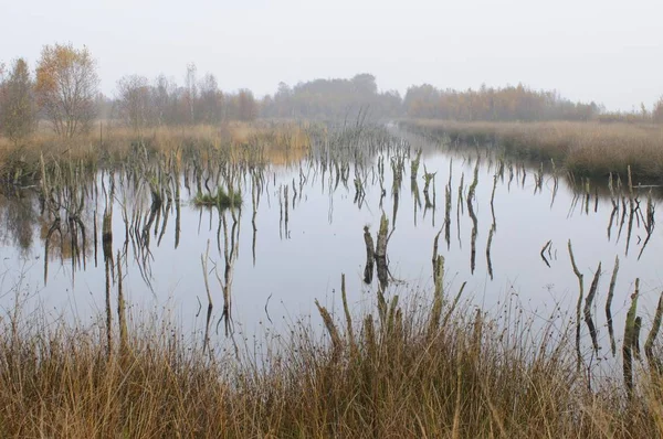 Étang Tourbière Automne Réserve Tourbière Surélevée Néerlandaise Bargerveen Pays Bas — Photo