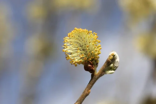 Çiçekli Söğüt Ağacı Üzerinde Dalları — Stok fotoğraf