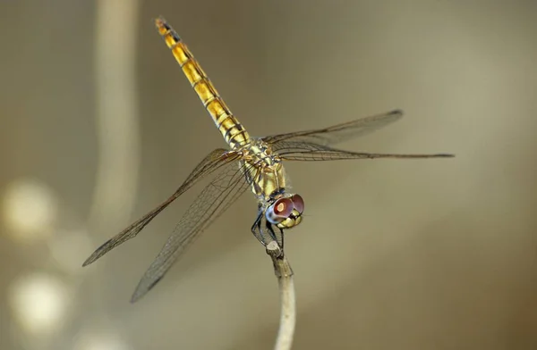 Rood Groen Geaderde Heidelibel Dragonfly Sympetrum Fonscolombii Vrouwelijke — Stockfoto