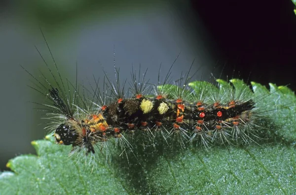 Primer Plano Rusty Tussock Moth Orgya Recens Oruga —  Fotos de Stock