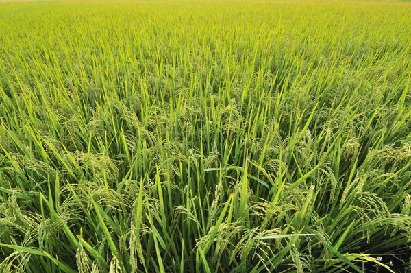 Rice field, Vietnam, Southeast Asia, Asia