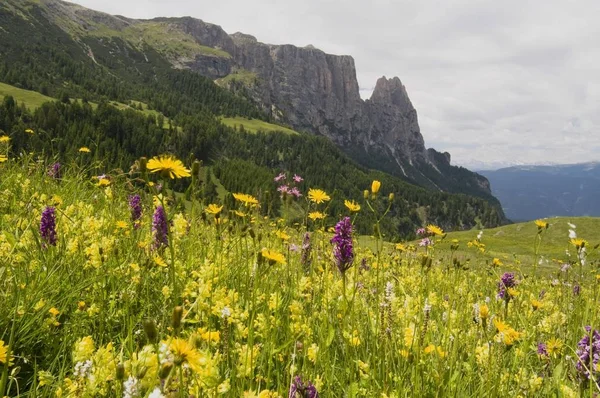 Orquídea Pântano Ocidental Dactylorhiza Majalis Frente Montanha Schlern Seiser Alm — Fotografia de Stock