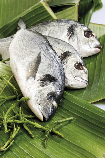 Gilt Head Bream Dorade Royale Folhas Banana Algas Marinhas — Fotografia de Stock