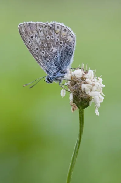 Nahaufnahme Von Mazarinblau Cyaniris Semiargus — Stockfoto