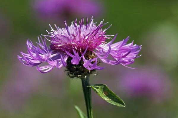 Fioritura Brown Knapweed Brownray Knapweed Centaurea Jacea — Foto Stock