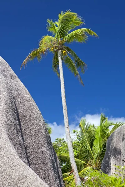 Cocotiers Cocos Nucifera Océan Indien Afrique — Photo