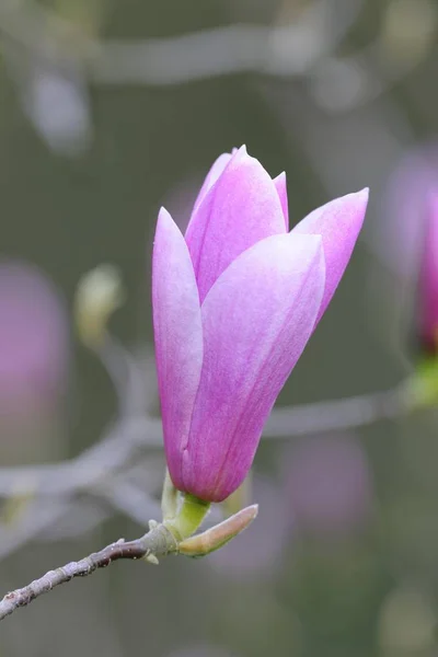 Flor Púrpura Magnolia Rama —  Fotos de Stock