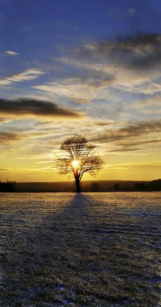 Sunset with a solitary oak tree — Stock Photo, Image