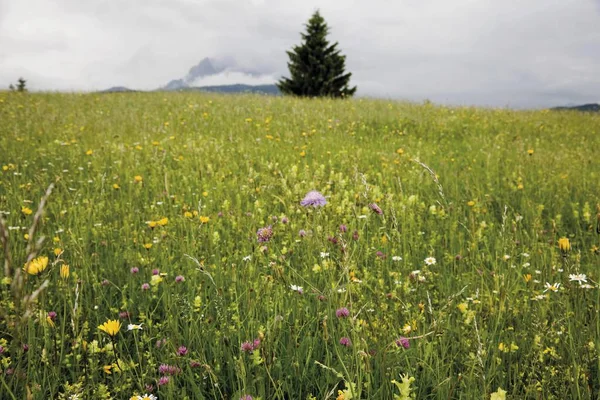 Groeblalm Sommarbete Med Blommor Nära Mittenwald Karwendelgebirge Berg Werdenfelser Landyta — Stockfoto