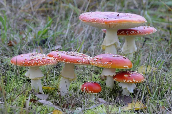 Fly Agaric Amanita Muscaria Dangerous Mushrooms — Stock Photo, Image