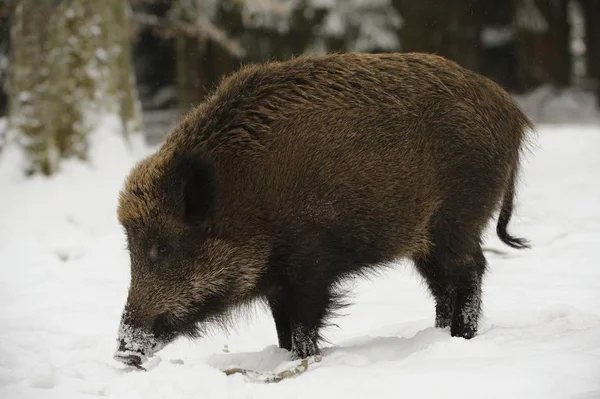 Αγριογούρουνο γουρούνι στο χιόνι — Φωτογραφία Αρχείου