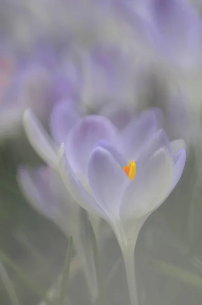 Mooie Kleine Paarse Crocus Bloemen — Stockfoto