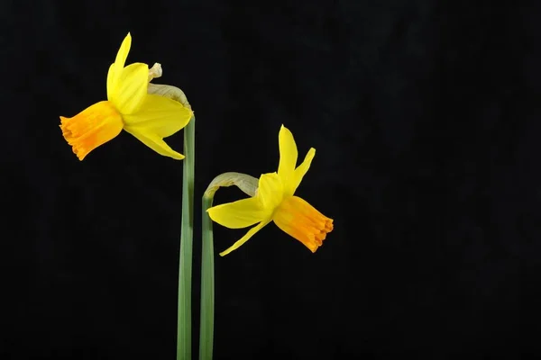 Yellow Jonquils Daffodils Narcissus Flowers — Stock Photo, Image