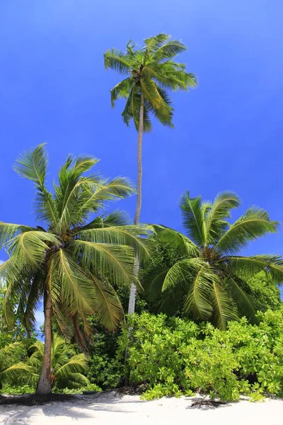 Palma Cocco Cocos Nucifera Sulla Spiaggia Isola Mahe Seychelles Africa — Foto Stock