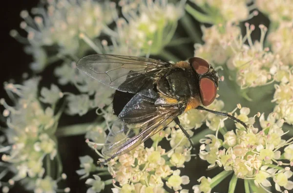 花の蜜を探して Tachina フライ種 Ectophasia のクローズ アップ — ストック写真