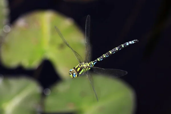 Blågrön Mosaikslända Aeshna Cyanea Flyger Över Näckros Blad — Stockfoto