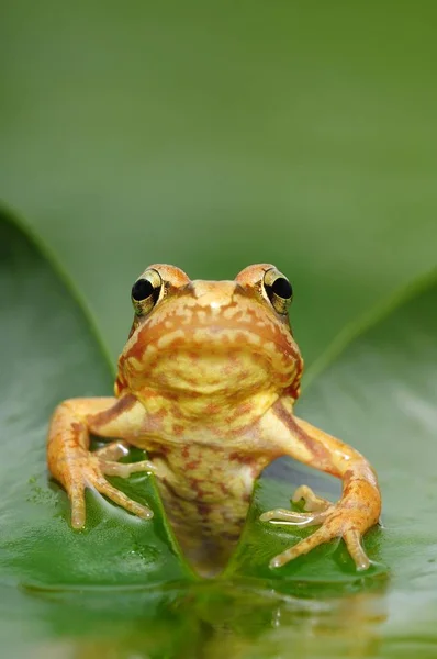 Wildlife Společné Žába Rana Temporaria — Stock fotografie