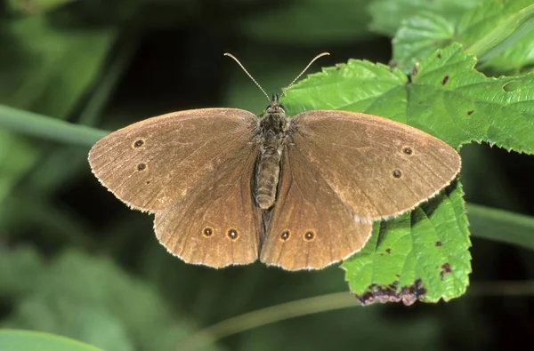 Close Fablet Aphantopus Hyperanthus — стоковое фото