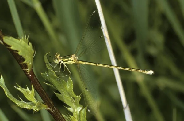 Déli Emerald Egyenlő Szárnyú Szitakötők Vagy Migráns Spreadwing Lestes Barbarus — Stock Fotó