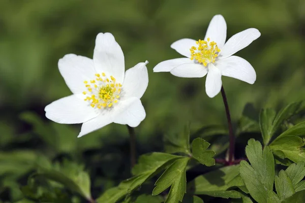 Fiordaliso Anemone Legno Anemone Nemorosa Bianco — Foto Stock