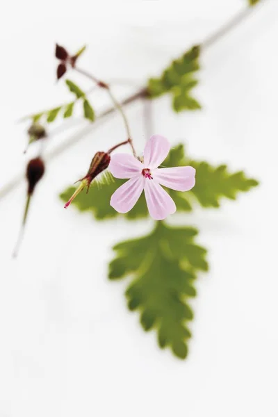 Kraut Robert Geranium Robertianum Blütenpflanze — Stockfoto