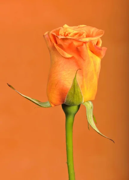 Rose Rosa Gros Plan Faune Fond Orange — Photo