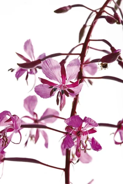 Willowherbs Epilobium Virág Elszigetelt Fehér Background — Stock Fotó