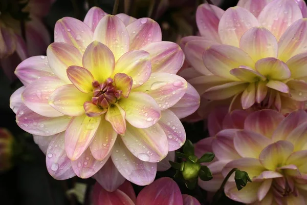 Цветок Далии Гибрида Далии — стоковое фото