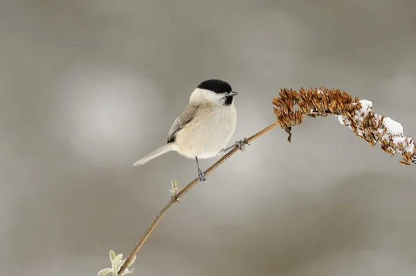Pequeño pájaro de Marsh Tit — Foto de Stock