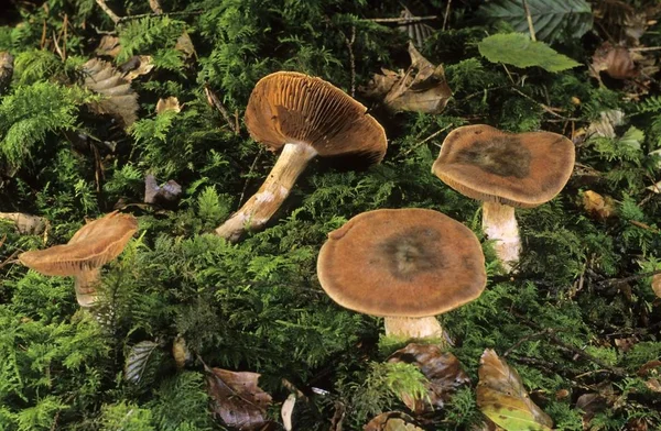 Geschubde Rustgill Mushroom Gymnopilus Sapineus — Stockfoto