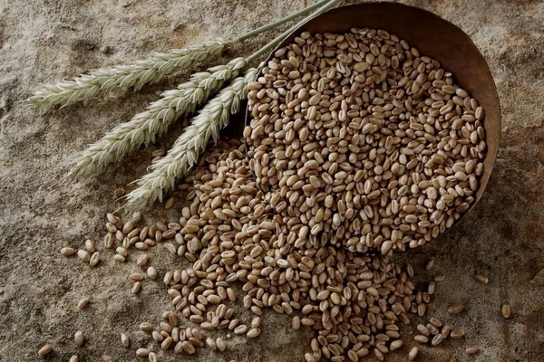 Пшеничные Зерна Тритикун Медной Чаше Каменной Поверхности — стоковое фото