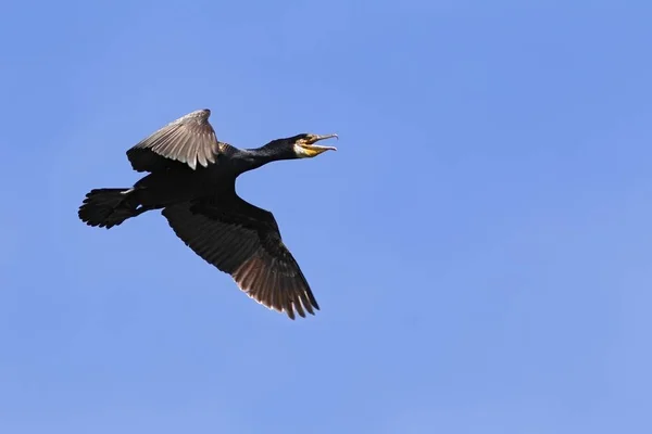 Flying Great Cormorant Bird — Stock Photo, Image