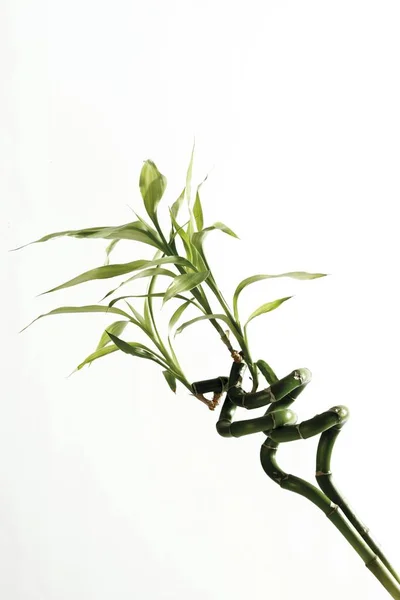 Lucky Plante Bambou Vert Dracaena Sanderiana — Photo