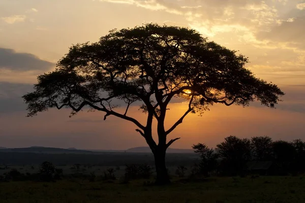 Umbrella Thorn Acacia tree — Stock Photo, Image